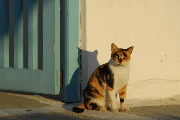 Domestic Cat Tortie White Zittend Een Grieks Steegje Het Avondlicht — Stockfoto