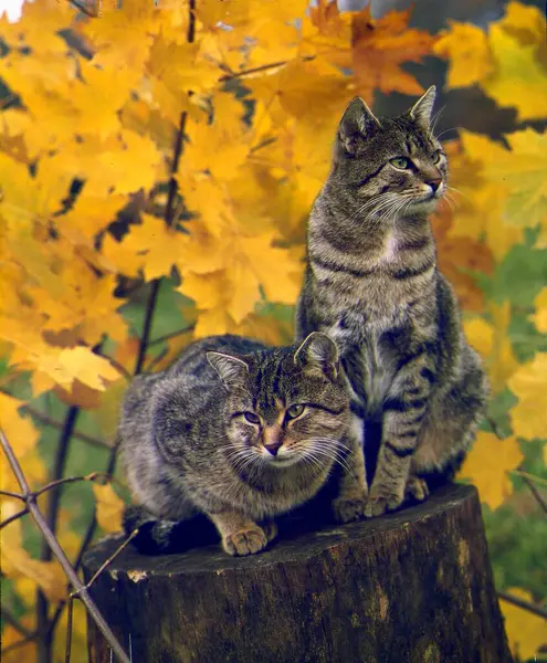 Twee Jonge Kittens Zittend Een Boomstam — Stockfoto