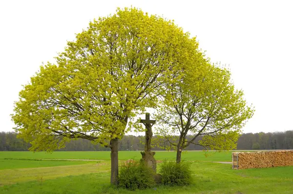Primavera Crucifixo Entre Duas Árvores Crucifixo Entre Árvores — Fotografia de Stock