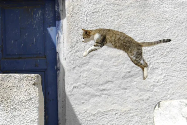 Katze Auf Einer Straße — Stockfoto