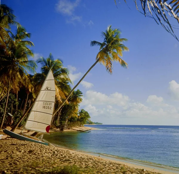 Piaszczysta Plaża Plaża Palmami Karaiby — Zdjęcie stockowe