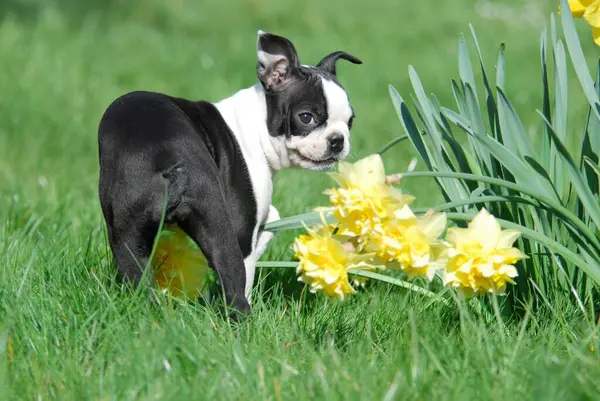 Boston Terrier Welpe Und Narzissenblüten — Stockfoto