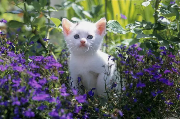 Young domestic kitten in the garden white, 7 weeks old