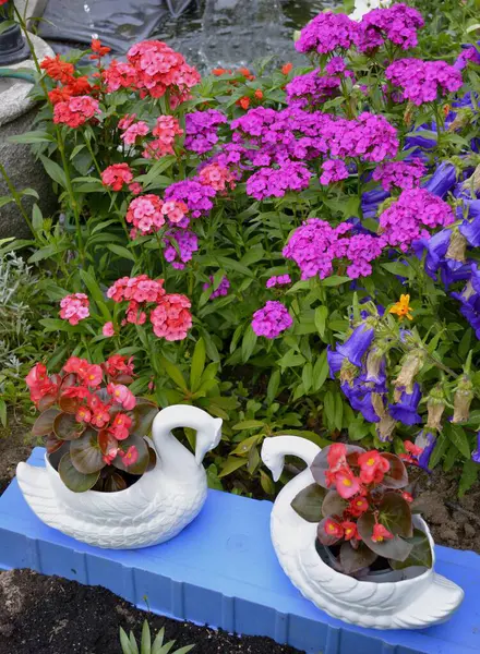 Begonias Fleurs Dans Pot Cygne Dans Jardin Avec Des Œillets — Photo