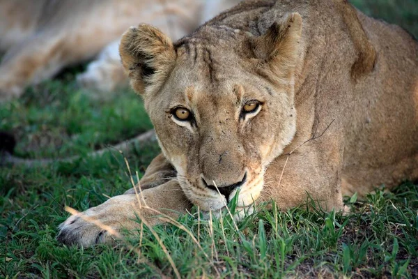 African Lion (Panthera leo), Kruger National Park, Sabisabi Private Game Reserve, South Africa, Adult, Female, portrait Lion, Kruger National Park, South Africa Lion, Kruger, Africa