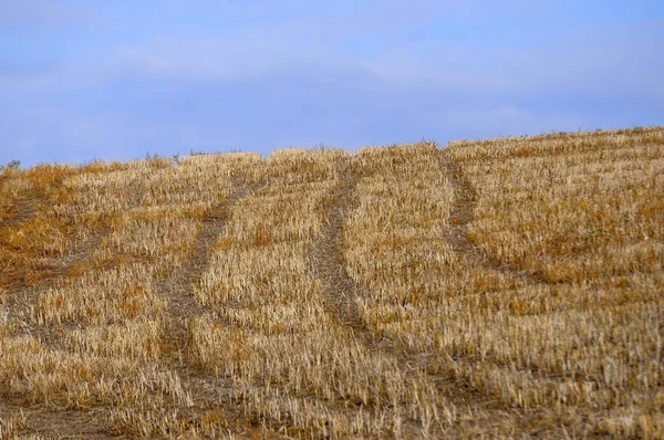 Stubble Field Tractor Track — Stock Photo, Image