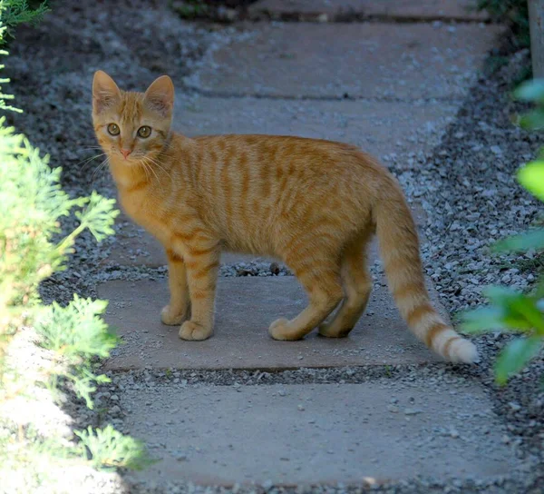 정원에서 고양이 가정용 고양이 펠리스 Silvestris Catus 스위스 — 스톡 사진