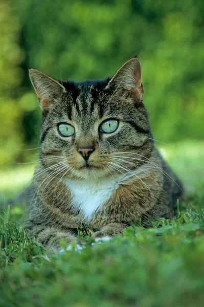 美丽的猫的肖像 特写镜头 — 图库照片