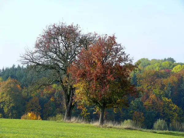 Grupo Árvores Outono Kraichgau — Fotografia de Stock