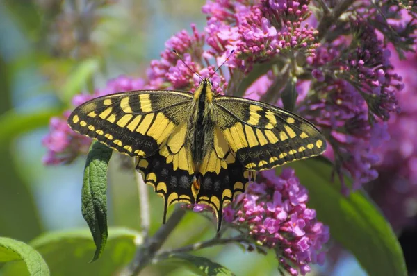 Butterfly bush, summer lilac, butterfly bush or lilac spear Swallowtail (Papilio machaon)