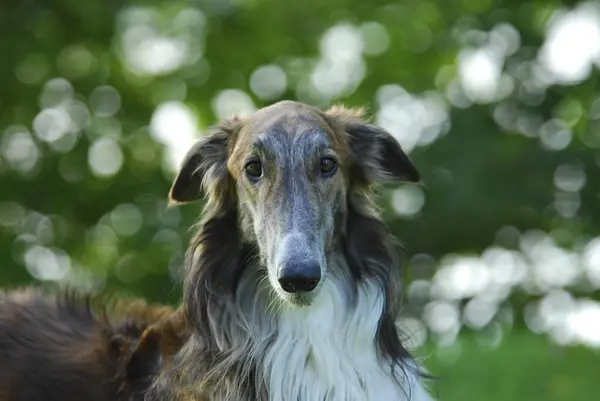 Borzoi Russische Grijshond Canis Lupus Familiaris Man Portret — Stockfoto