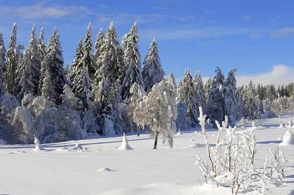 Czarny Las Zimą Las Świerkowy Czarny Las Wysoka Droga Zaśnieżony — Zdjęcie stockowe
