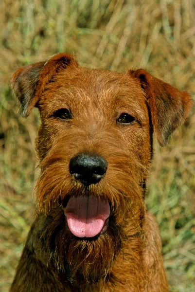 Irischer Terrier Hond Buiten — Stockfoto