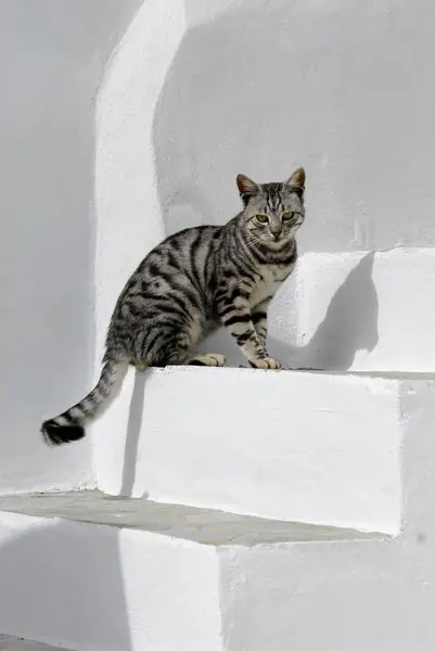 Beyaz Bir Basamakta Oturan Evcil Kedi Gümüş Tabby Tinos Adası — Stok fotoğraf