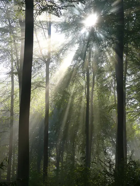 Bosque Caducifolio Primavera Niebla Bosque Rayos Sol Bosque — Foto de Stock