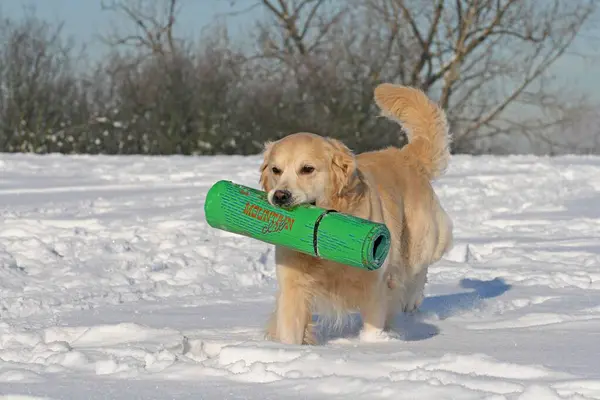 Golden Retriever Male Years Old Running Snow Moss Rubber Mat — Stock Photo, Image
