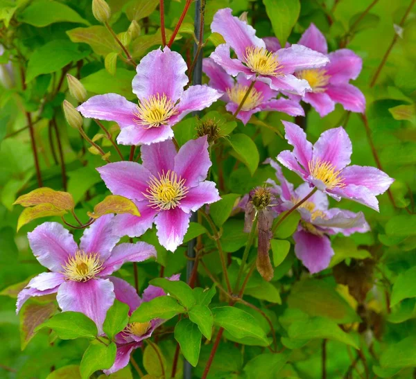 庭に咲くクレマチスハイブリッド ホワイト 紫の花 — ストック写真