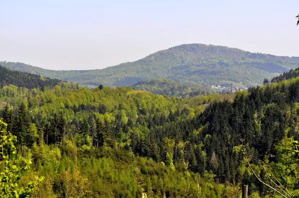 Чорний Ліс Поблизу Баден Бадена Весняний Ліс Північний Чорний Ліс — стокове фото