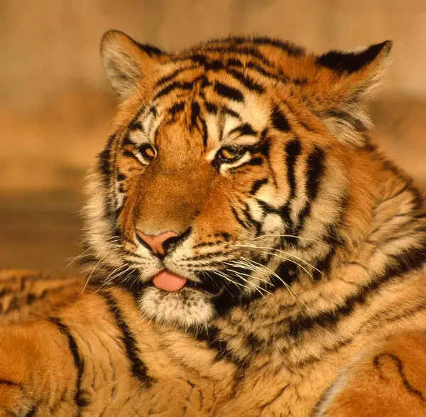 Tigre Siberiano Panthera Tigris Altaica Tigre Amur —  Fotos de Stock
