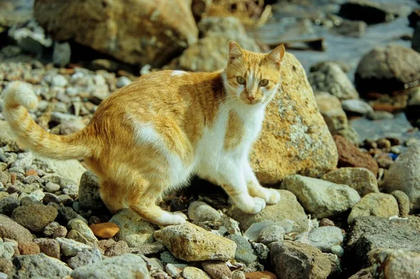 Czerwono Biały Kot Kociak Kamiennej Plaży Morze — Zdjęcie stockowe