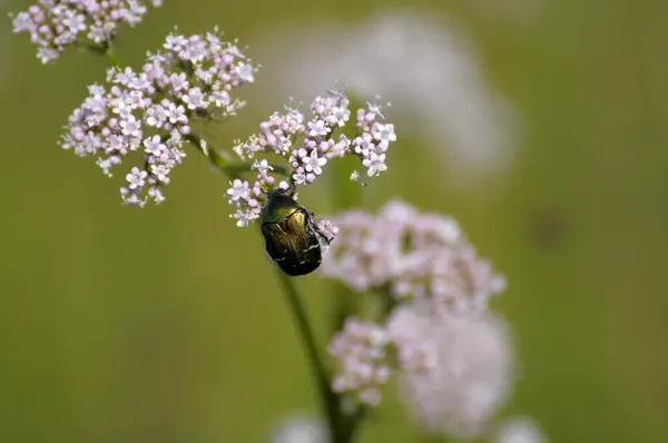 Rosskalbaggar Blommor Rosenskalbaggar Girschblommor — Stockfoto