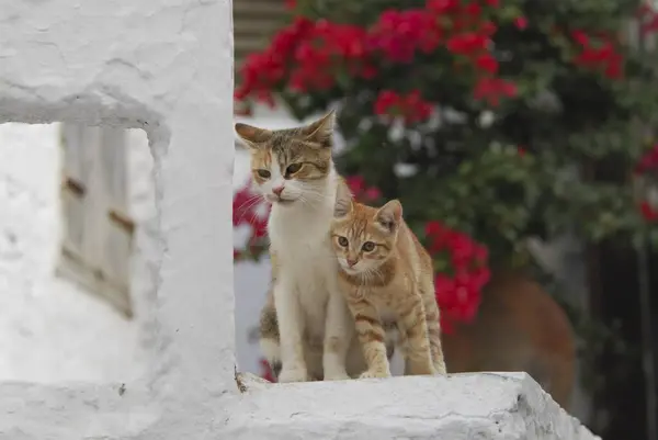若い家庭の子猫は ティノス島 キクラデス ギリシャ 子猫と母親に対して頭をこすり サイクラデス ギリシャ 非プリーツリーの野生の猫 フェリスシルベストリス オナカス — ストック写真