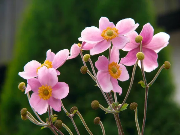 Floración Anémona Japonesa Jardín Anemone Lesseri —  Fotos de Stock