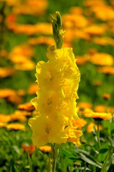 Gladiolus Marigold Field Marigolds Calendula Officinalis Gladiolus Sword Lily Gladiolus — Stock Photo, Image