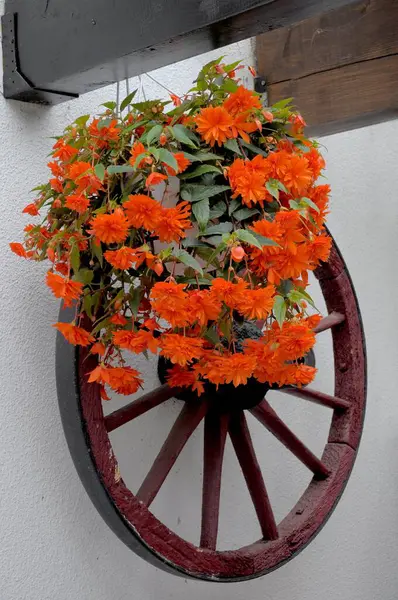 Akasztott Begóniák Begónia Virágzik Egy Kocsi Kerék Begóniák Begóniák — Stock Fotó