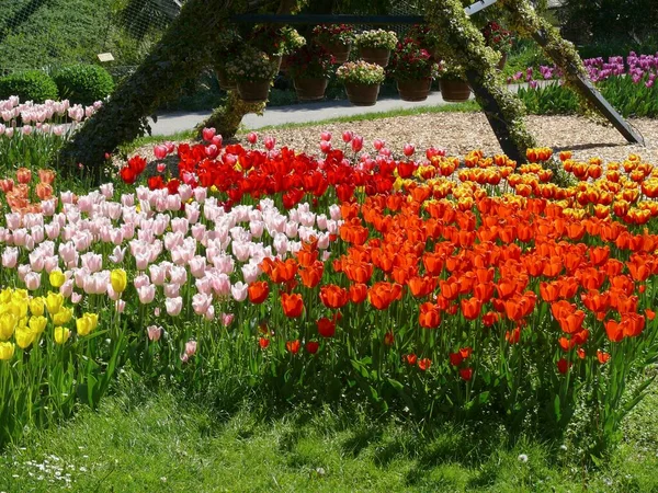 Όμορφο Άνθος Τουλίπας Στον Καλοκαιρινό Κήπο — Φωτογραφία Αρχείου