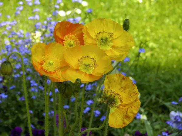 Poppy Papaver Floraison Dans Jardin Papaver Alpinum Hybride Coquelicot Alpin — Photo