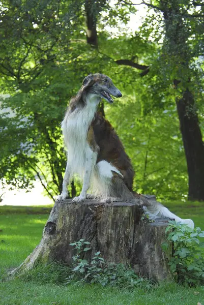 Borzoi Russian Greyhound Canis Lupus Familiaris Male Sitting Stump Tree — Stock Photo, Image