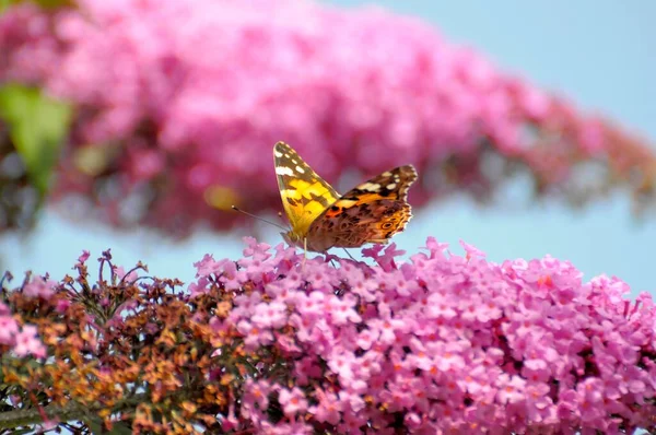 蝶の茂み 夏のライラック 蝶の茂みかライラックの槍は女性を塗りました ヴァネッサのカルデイ — ストック写真