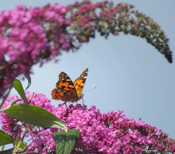 蝶の茂み 夏のライラックのリストルバタフライ — ストック写真