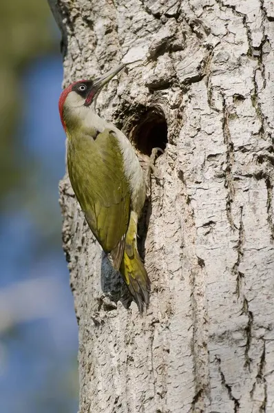 Ευρωπαϊκός Πράσινος Δρυοκολάπτης Picus Viridis Grass Woodpecker Ground Woodpecker — Φωτογραφία Αρχείου