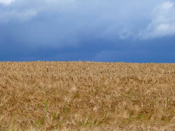 Wheat Ears Rye Field Daytime View — Stock Photo, Image