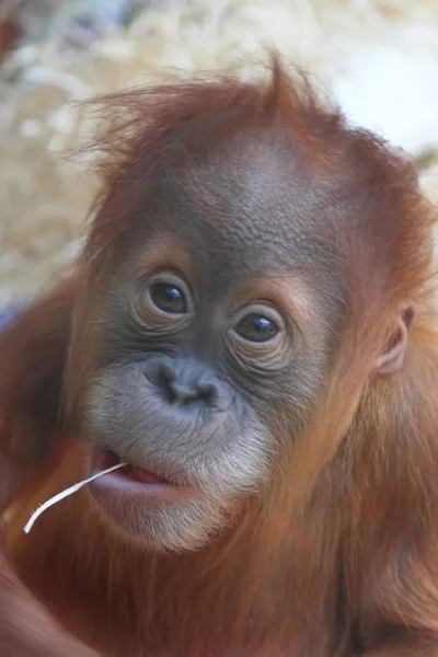Orangután Borneano Pongo Pygmaeus Joven —  Fotos de Stock