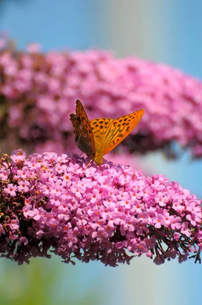 Pillangó Császár Köpeny Pillangó Bokor Nyári Orgona — Stock Fotó
