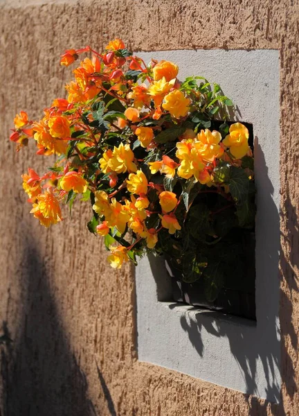 Begonias Pared Casa — Foto de Stock
