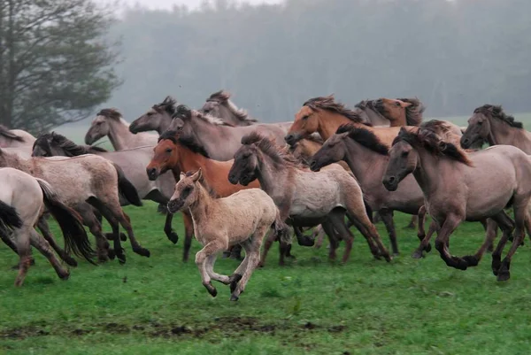 Dimmen Villihevosia Laukkaa Lauma Varsoja Asuu Luonnossa Merfelder Bruch Westfalen — kuvapankkivalokuva
