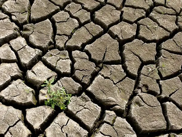干枯的土地上的裂缝 严重的干旱 杂草不会褪色 破碎的土地 夏天干涸的河流 — 图库照片