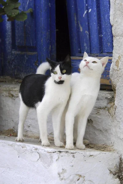 Two domestic cats side by side in front of a blue wooden door