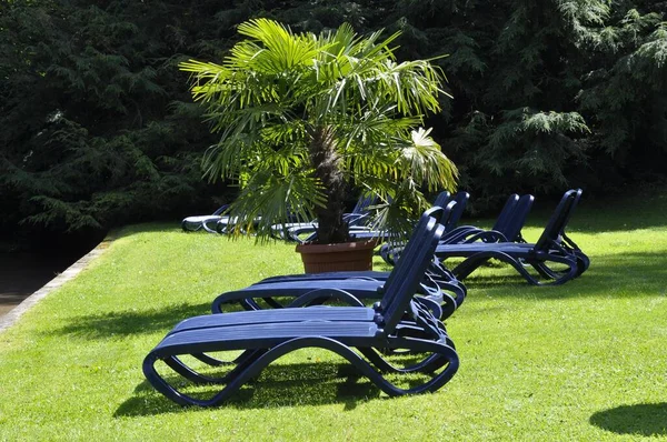 Bad Herrenalb Spa Gardens Park Deckchairs Palm Tree — Stock Photo, Image