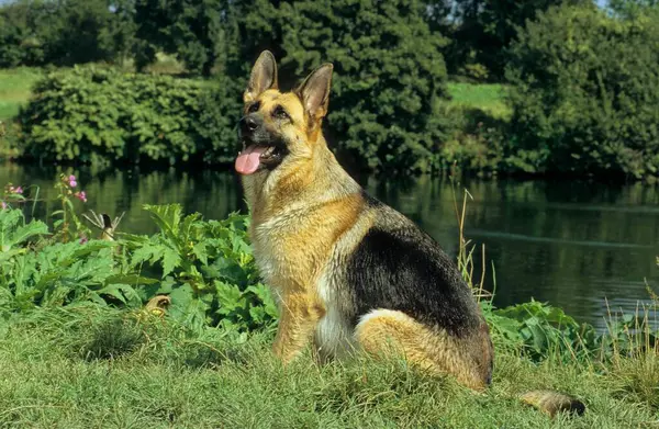 Alman Çoban Köpeği Fci Standart 166 — Stok fotoğraf