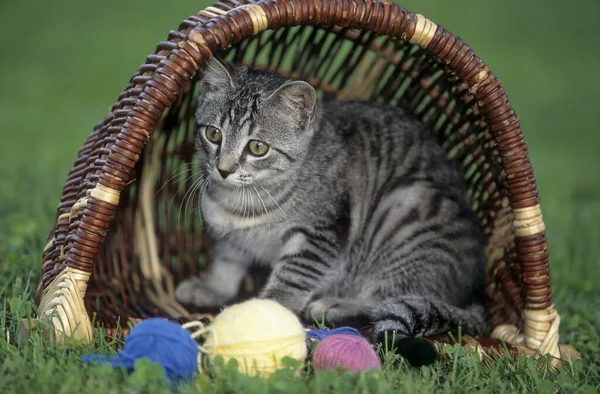 Tabby domestic cat in wool basket, close-up view