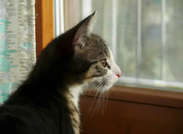 Young House Kitten Watching Window — Stock Photo, Image