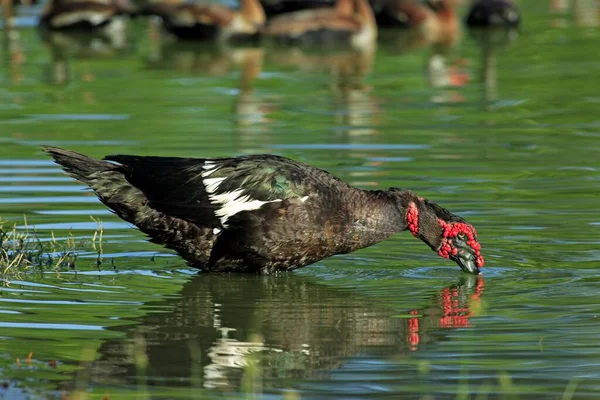 Muscovy Duck Cairina Moschata Pantanal Brazil Adult Male Drake Feeding — Stock Photo, Image