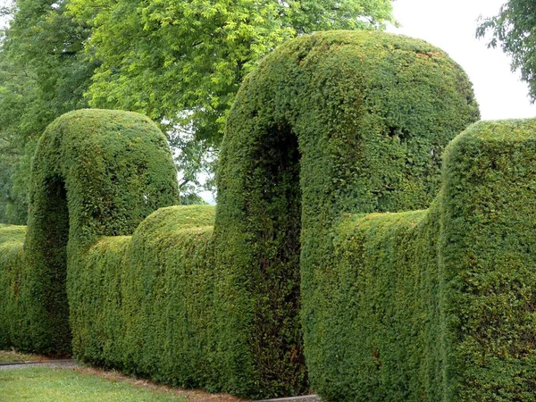 Topiary Eibe Hecke Haus Gewölbte Hecke — Stockfoto