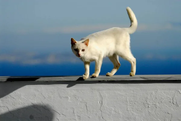 Belföldi Macska Fehér Álló Fal Előtt Kék Tinos Island Kerékpárok — Stock Fotó