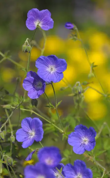 Jeřáb Modrý Kvetoucí Zahradě Louka Jeřáb Geranium Pratense — Stock fotografie